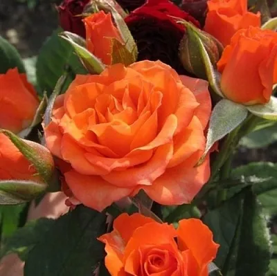 Саженцы роз АЛЕГРИЯ спрей  Саженцы роз АЛЕГРИЯ спрей в Челябинске