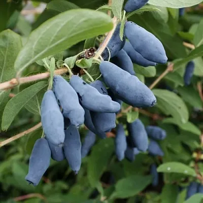 Жимолость съедобная ТОМИ японская  Жимолость съедобная ТОМИ японская в Челябинске