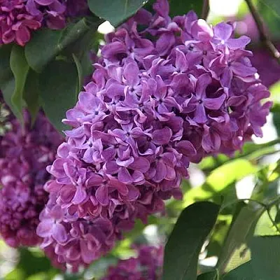 Сирень КАПИТАН ГАСТЕЛЛО в Челябинске