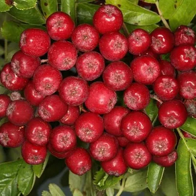 Рябина РУБИНОВАЯ сладкоплодная  Рябина РУБИНОВАЯ сладкоплодная в Челябинске