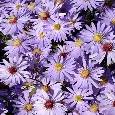 Астра БЛЮ ХЕВЕН сердцелистная  Астра БЛЮ ХЕВЕН сердцелистная в Челябинске