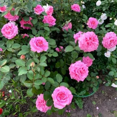 Саженцы роз ЭШЛИ чайно-гибридная — описание сорта Саженцы роз ЭШЛИ чайно-гибридная в Челябинске