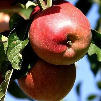 Яблоня АНТЕЙ КИЕВСКИЙ колонновидная в Челябинске