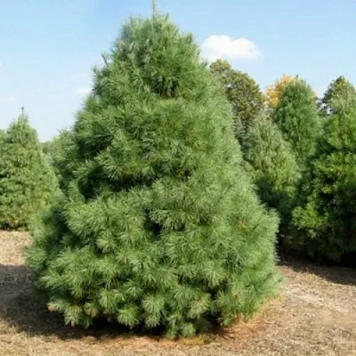 Сосна ВЕЙМУТОВА  Сосна ВЕЙМУТОВА в Челябинске