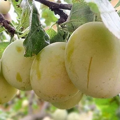 Слива УТРО в Челябинске