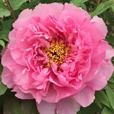 Пион РОЗОВЫЙ ЛОТОС древовидный  Пион РОЗОВЫЙ ЛОТОС древовидный в Челябинске