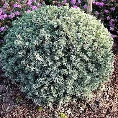 Ель ЭХИНИФОРМИС сизая  Ель ЭХИНИФОРМИС сизая в Челябинске