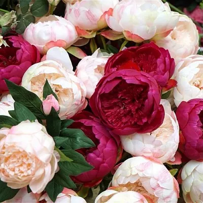 Пионы  Пионы в Челябинске