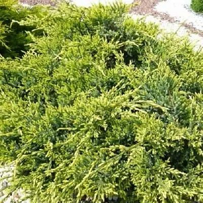 Можжевельник ГОЛД СТАР средний  Можжевельник ГОЛД СТАР средний в Челябинске