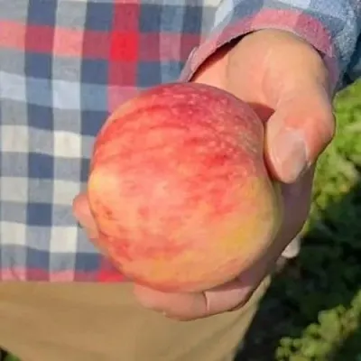 Яблоня ВАСЮГАН колонновидная в Челябинске