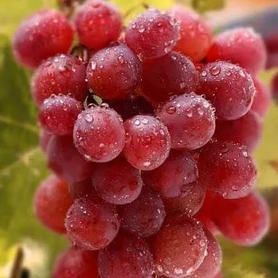 Ранние сорта в Челябинске