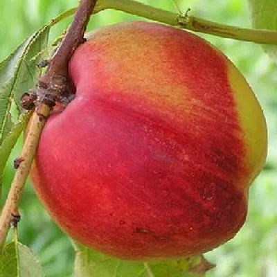 Нектарин СТАРК РЕД ГОЛД в Челябинске