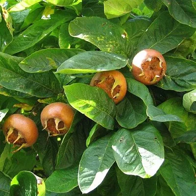 Экзотические растения  Экзотические растения в Челябинске