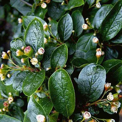 Кизильник в Челябинске