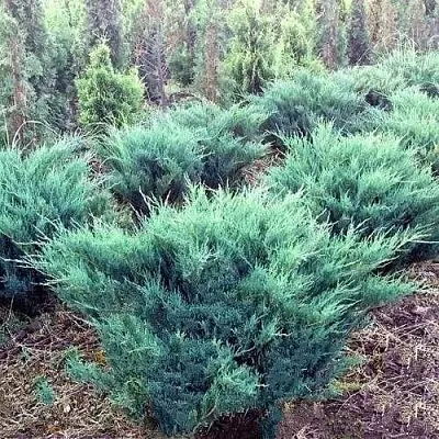 Можжевельник БЛЮ ДАНУБ казацкий  Можжевельник БЛЮ ДАНУБ казацкий в Челябинске