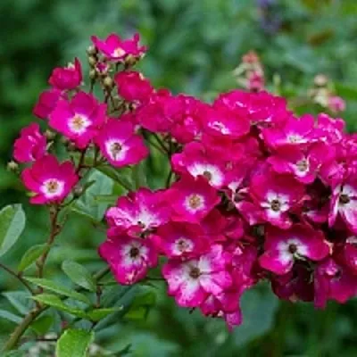 Саженцы роз МАРДЖОРИ ФЕЙР полиантовая  Саженцы роз МАРДЖОРИ ФЕЙР полиантовая в Челябинске