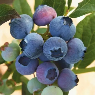 Голубика ОСОРНО — описание сорта Голубика ОСОРНО в Челябинске