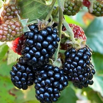 Ежевика ОУАЧИТА бесшипная — описание сорта Ежевика ОУАЧИТА бесшипная в Челябинске