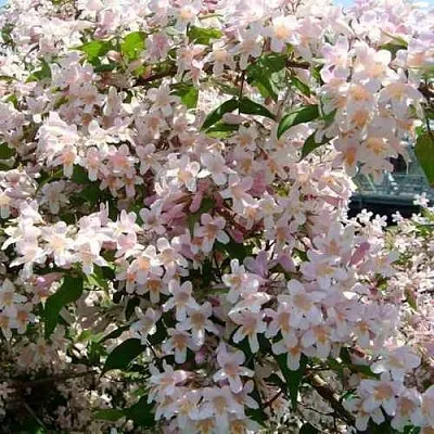 Кольквиция в Челябинске