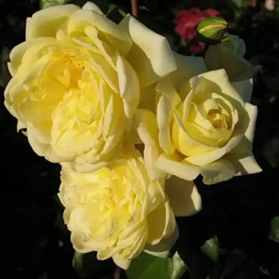 Саженцы роз КАЗИНО плетистая  Саженцы роз КАЗИНО плетистая в Челябинске