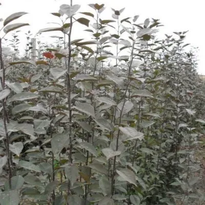 Подвой яблони 54-118 — описание сорта Подвой яблони 54-118 в Челябинске