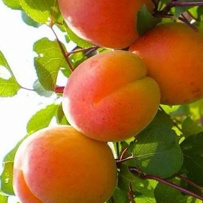 Абрикос КРЫМСКИЙ АМУР в Челябинске