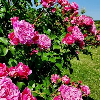 Саженцы роз ИНЕС САСТР плетистая  Саженцы роз ИНЕС САСТР плетистая в Челябинске