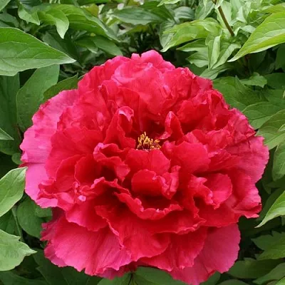 Пион АРОМАТНОЕ ВОСПОМИНАНИЕ древовидный  Пион АРОМАТНОЕ ВОСПОМИНАНИЕ древовидный в Челябинске