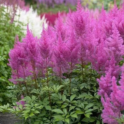 Астильба АМЕТИСТ Арендса  Астильба АМЕТИСТ Арендса в Челябинске