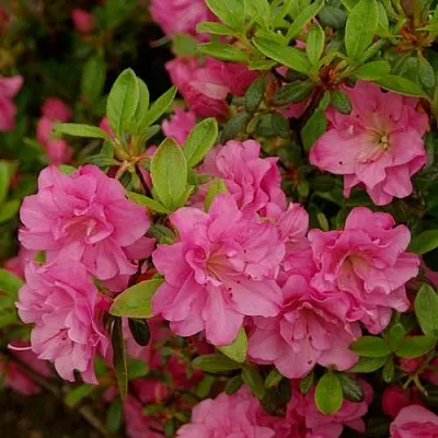 Азалия РОЗИНЕТТА японская  Азалия РОЗИНЕТТА японская в Челябинске