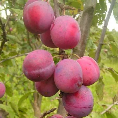 Слива ЭДИНБУРГСКАЯ в Челябинске