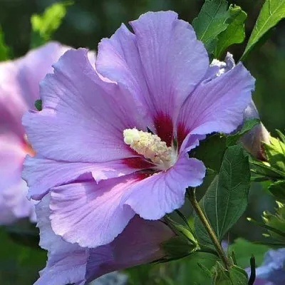 Гибискус в Челябинске