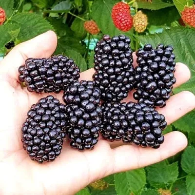 Ежевика ОУАЧИТА бесшипная — описание сорта Ежевика ОУАЧИТА бесшипная в Челябинске