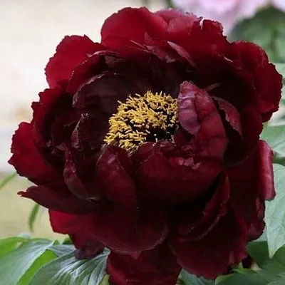 Пион ПОЛНОЧЬ древовидный  Пион ПОЛНОЧЬ древовидный в Челябинске