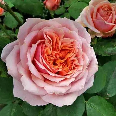 Саженцы роз ПОЛЬ БОКЮЗ шраб  Саженцы роз ПОЛЬ БОКЮЗ шраб в Челябинске