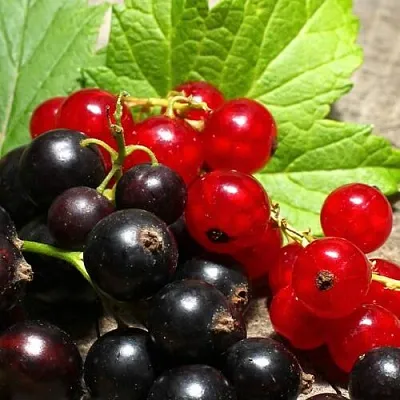 Смородина   Смородина  в Челябинске