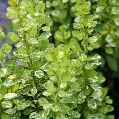 Барбарис ПАУ ВАУ тунберга  Барбарис ПАУ ВАУ тунберга в Челябинске