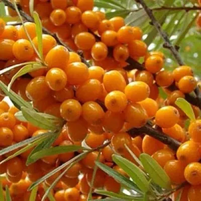 Облепиха ТРОФИМОВСКАЯ  Облепиха ТРОФИМОВСКАЯ в Челябинске