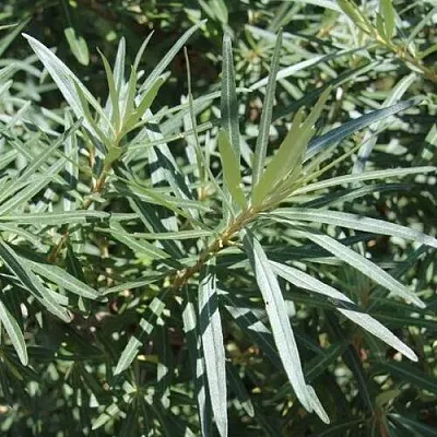 Облепиха ЛОРД (МУЖСКАЯ)  Облепиха ЛОРД (МУЖСКАЯ) в Челябинске