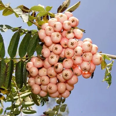 Рябина ПИНК ВЕЙЛ  Рябина ПИНК ВЕЙЛ в Челябинске