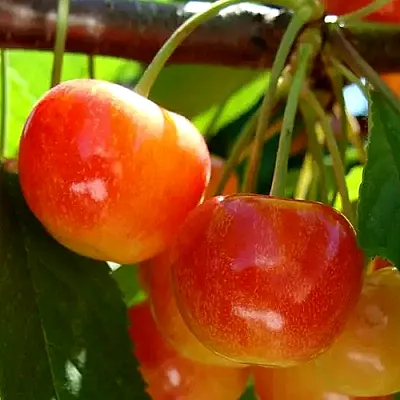 Черешня  Черешня в Челябинске