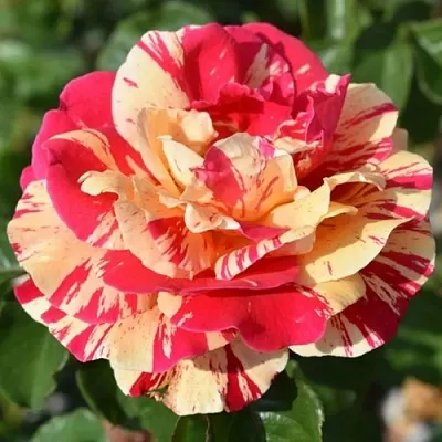 Саженцы роз ВАНИЛЛА ФРАЙЗ плетистая  Саженцы роз ВАНИЛЛА ФРАЙЗ плетистая в Челябинске