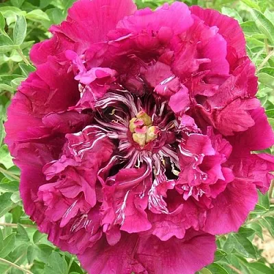 Пион ПУРПУРНЫЙ ОКЕАН древовидный  Пион ПУРПУРНЫЙ ОКЕАН древовидный в Челябинске