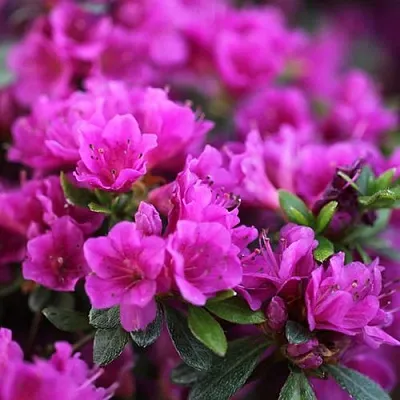 Азалия ХИРОКА японская  Азалия ХИРОКА японская в Челябинске