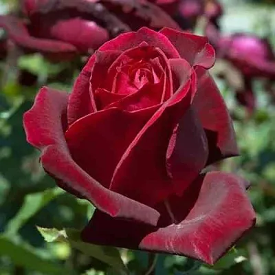 Саженцы роз ПАПА МЕЙЯН чайно-гибридная в Челябинске