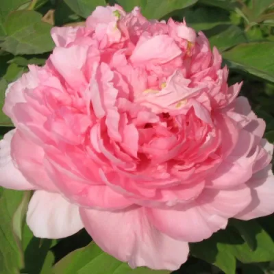 Пион ИМПЕРАТОРСКАЯ НАЛОЖНИЦА древовидный в Челябинске