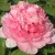 Пион ИМПЕРАТОРСКАЯ НАЛОЖНИЦА древовидный — описание сорта Пион ИМПЕРАТОРСКАЯ НАЛОЖНИЦА древовидный в Челябинске