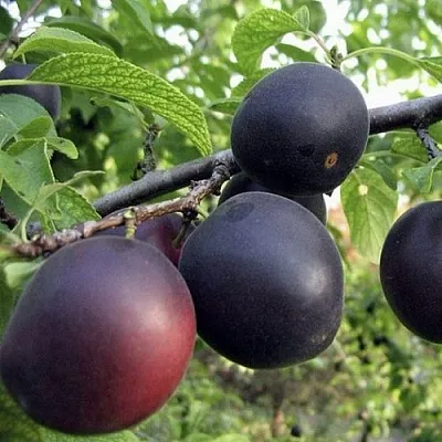 Абрикос МОНАРЕЗИ  Абрикос МОНАРЕЗИ в Челябинске