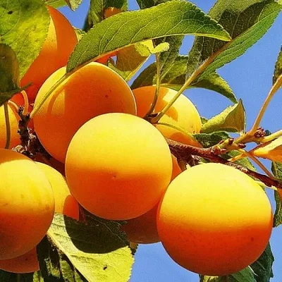 Желтая  в Челябинске