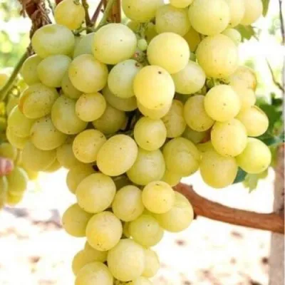 Виноград ТАЛИСМАН в Челябинске
